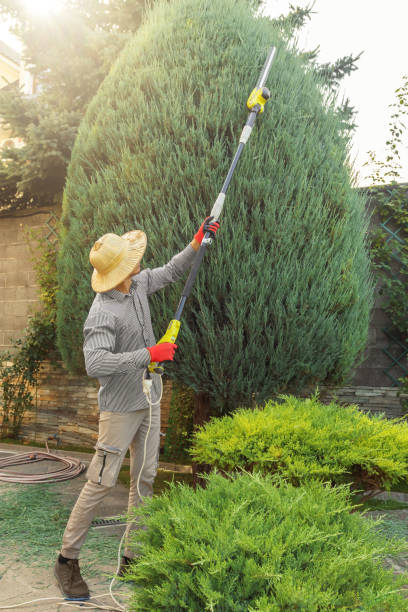 The Steps Involved in Our Tree Care Process in Shady Spring, WV